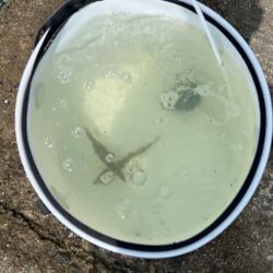 青物