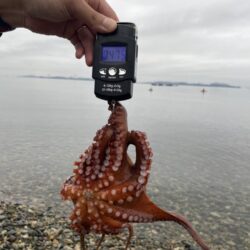 タコさん釣れました