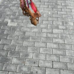 タコ釣り