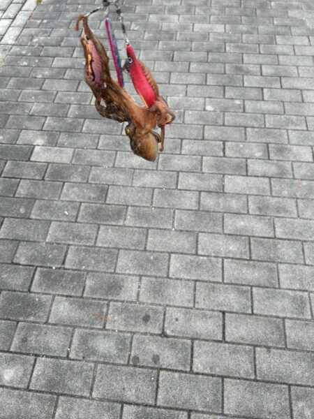 タコ釣り