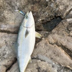 先週に引き続き青物！初シーラ