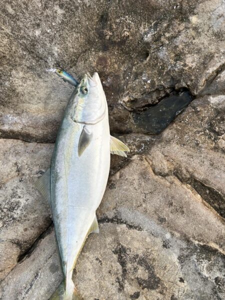 先週に引き続き青物！初シーラ