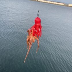 たこ　リリースサイズ　