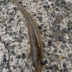 東京湾は魚釣れる