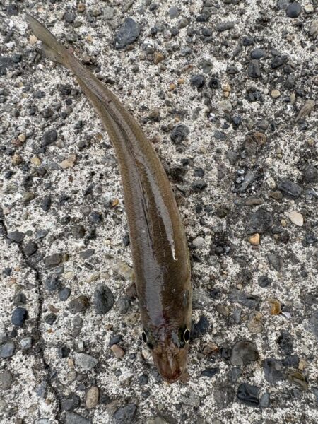 東京湾は魚釣れる