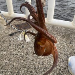 タコ釣り