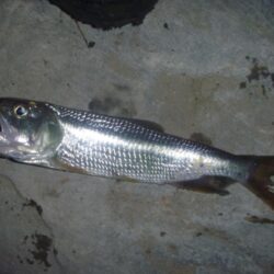 淡水魚釣行　6月1日