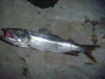 淡水魚釣行　6月1日