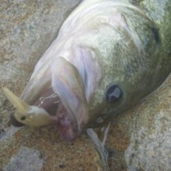 シャッドでバス釣り