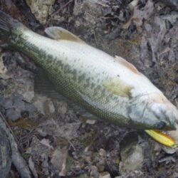 一庫ダム釣行 6月6日