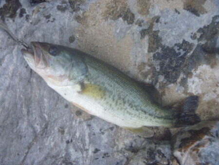 梅雨晴れバス