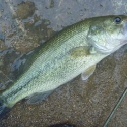 一庫ダム釣行 6月11日