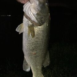 ビッグベイトで60cm