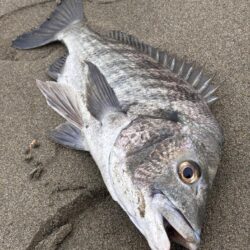 多魚乱舞
