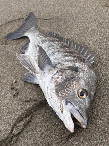 多魚乱舞