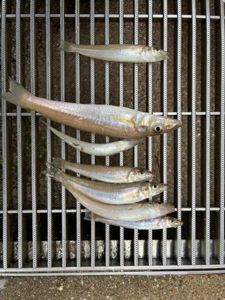キス釣り②