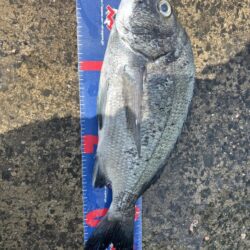 穴水町フカセ釣り