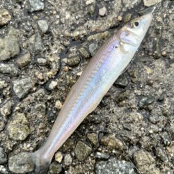 ひさびさ餌釣り