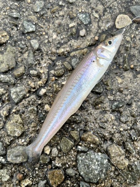 ひさびさ餌釣り