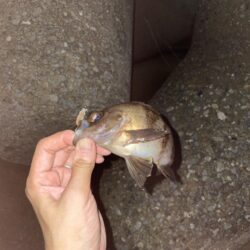 良メバル