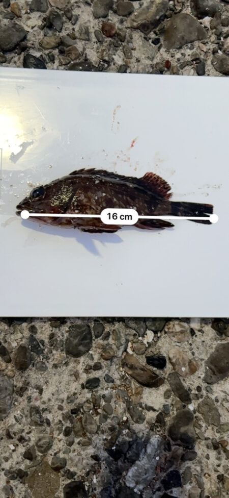 風雨の中での釣果