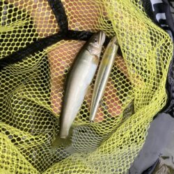 県北アユイング好調!!