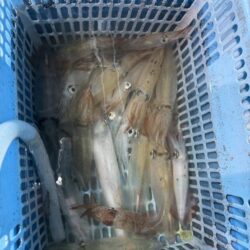 マイカ釣り