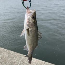 沖堤防釣行