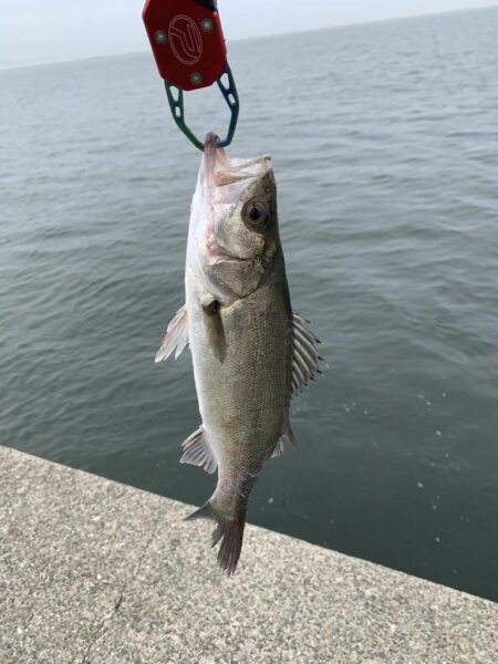 沖堤防釣行