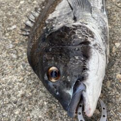 チヌの引きを楽しみました♪