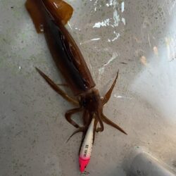 三重イカメタル