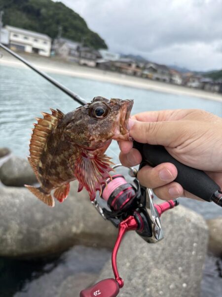 朝マズメ、イカ、アジ狙い
