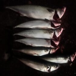 餌の限り大サバ