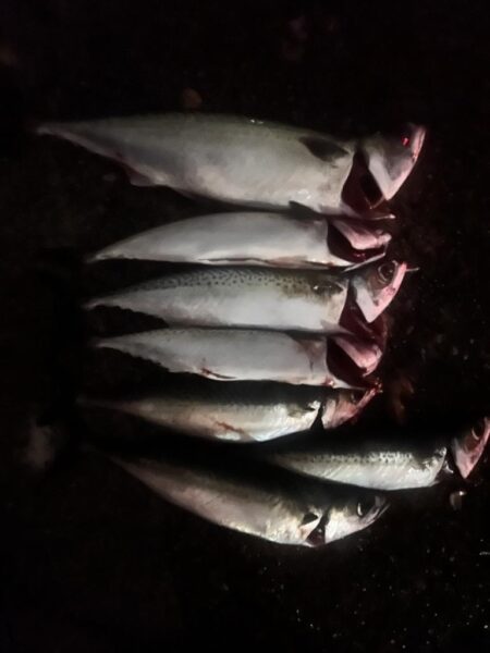 餌の限り大サバ