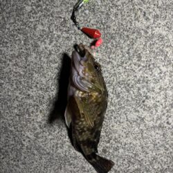 アナゴ釣り