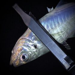 鯵信到来