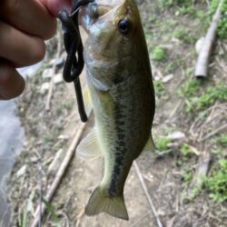 初夏のバス釣り