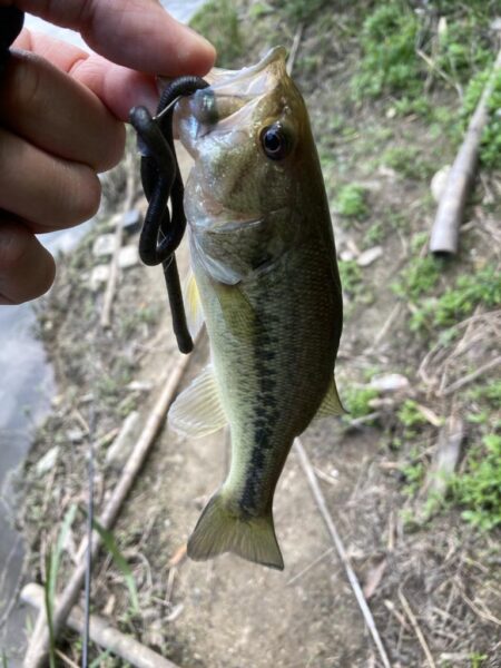 初夏のバス釣り
