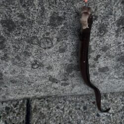 アナゴ釣り