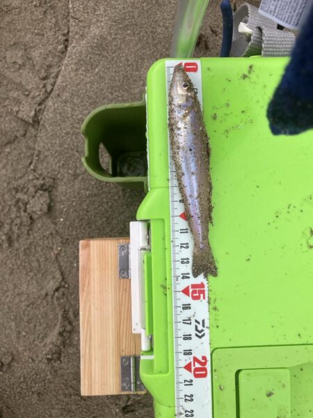 キス釣り