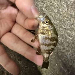 姫路悶絶豆アジング開幕