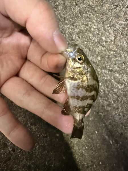 姫路悶絶豆アジング開幕