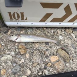 キス釣りシーズン