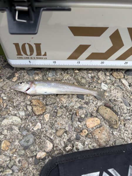 キス釣りシーズン