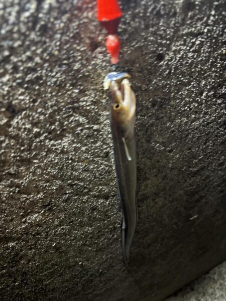 アナゴ釣り