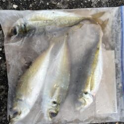 ベイトはバチ