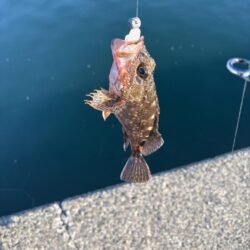 ガシラと戯れて