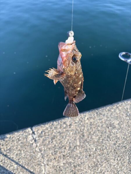 ガシラと戯れて