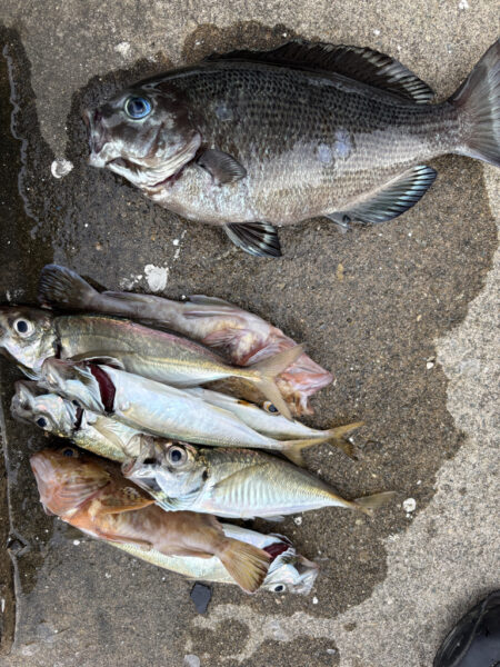 エビ撒きでチヌ釣れてます