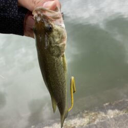 数釣りの季節